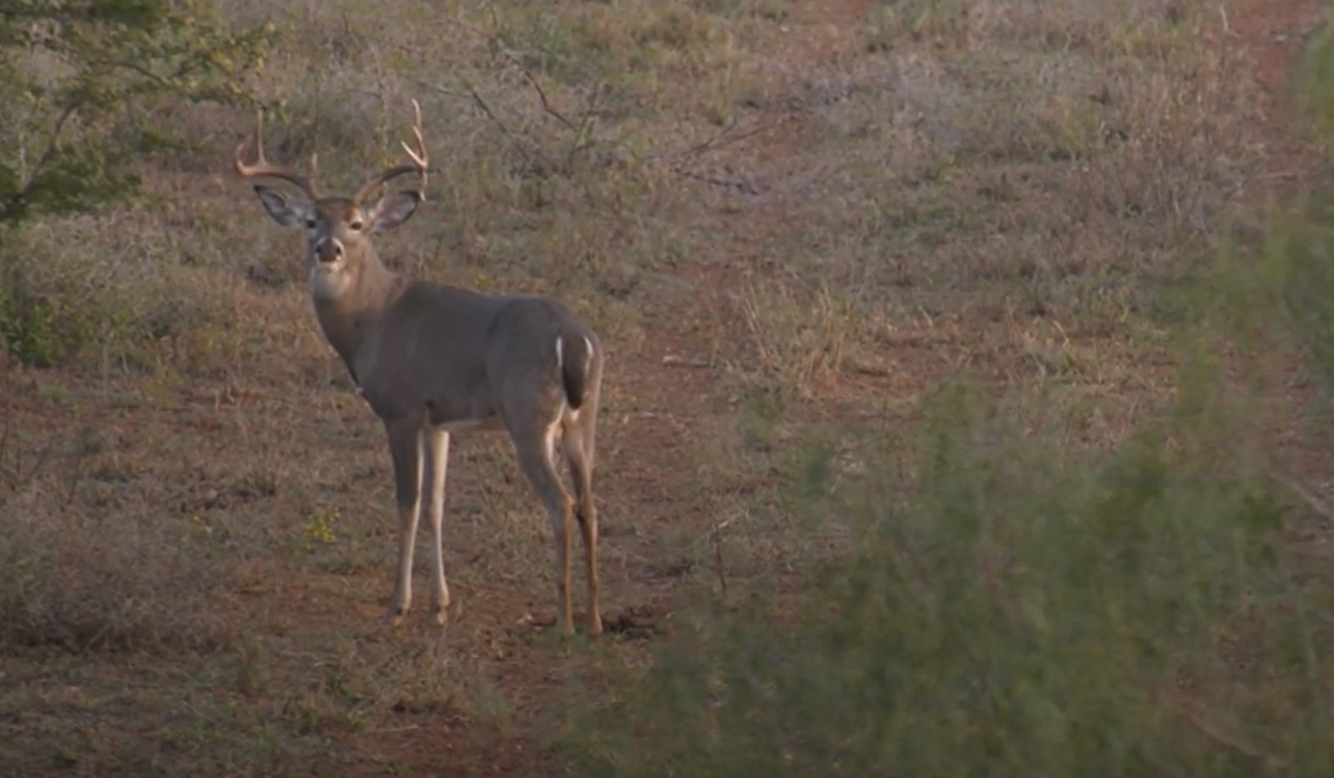 Hunting Whitetail Deer